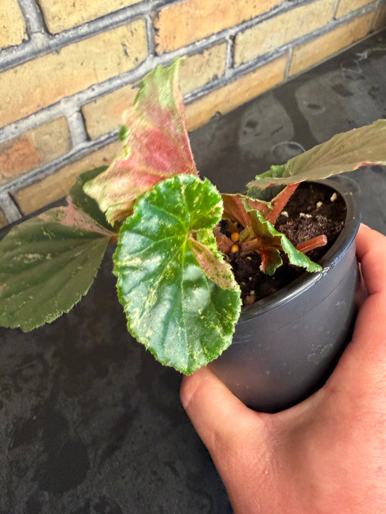 Begonia cucullata pink variegata