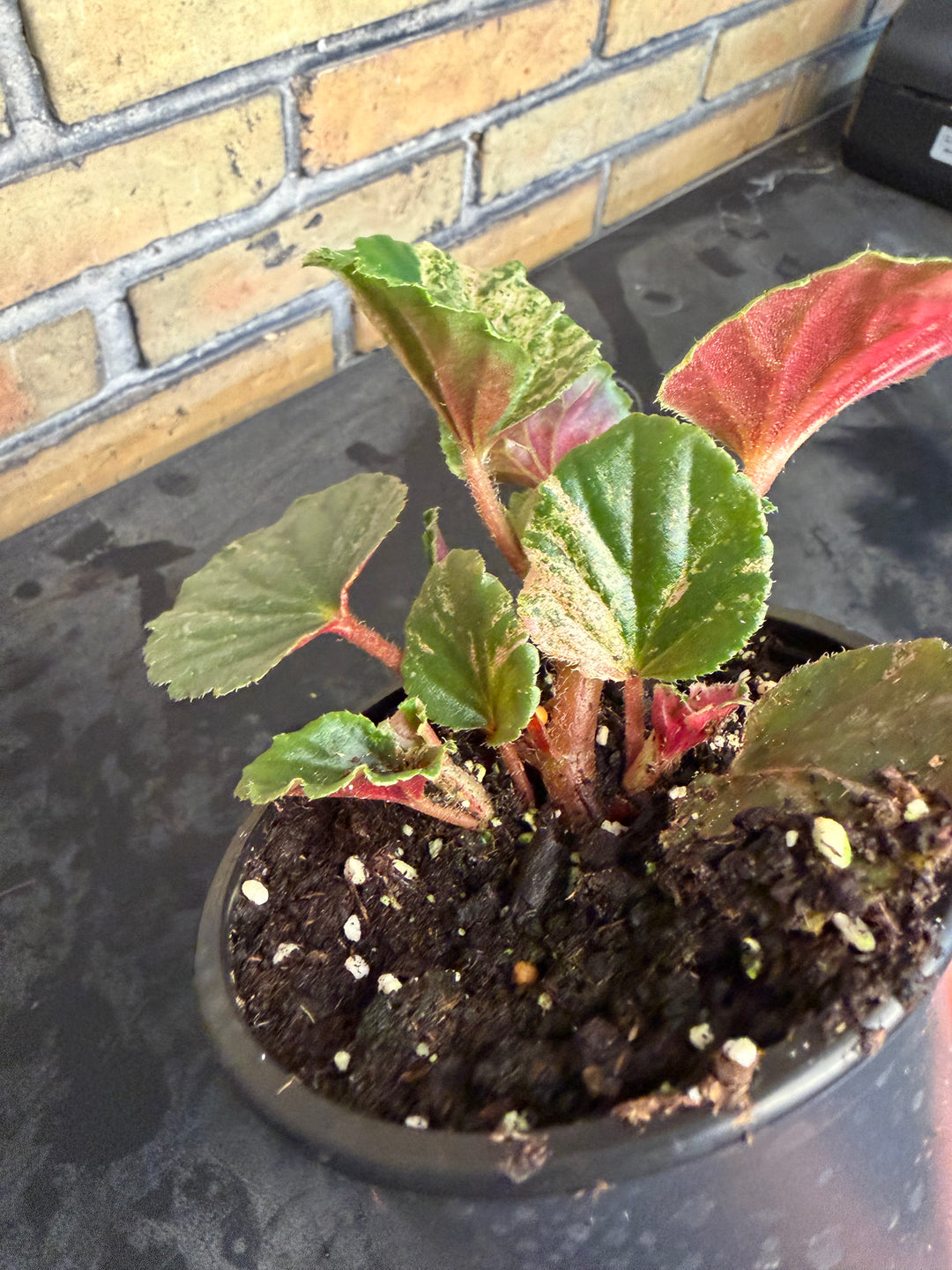Begonia cucullata pink variegata