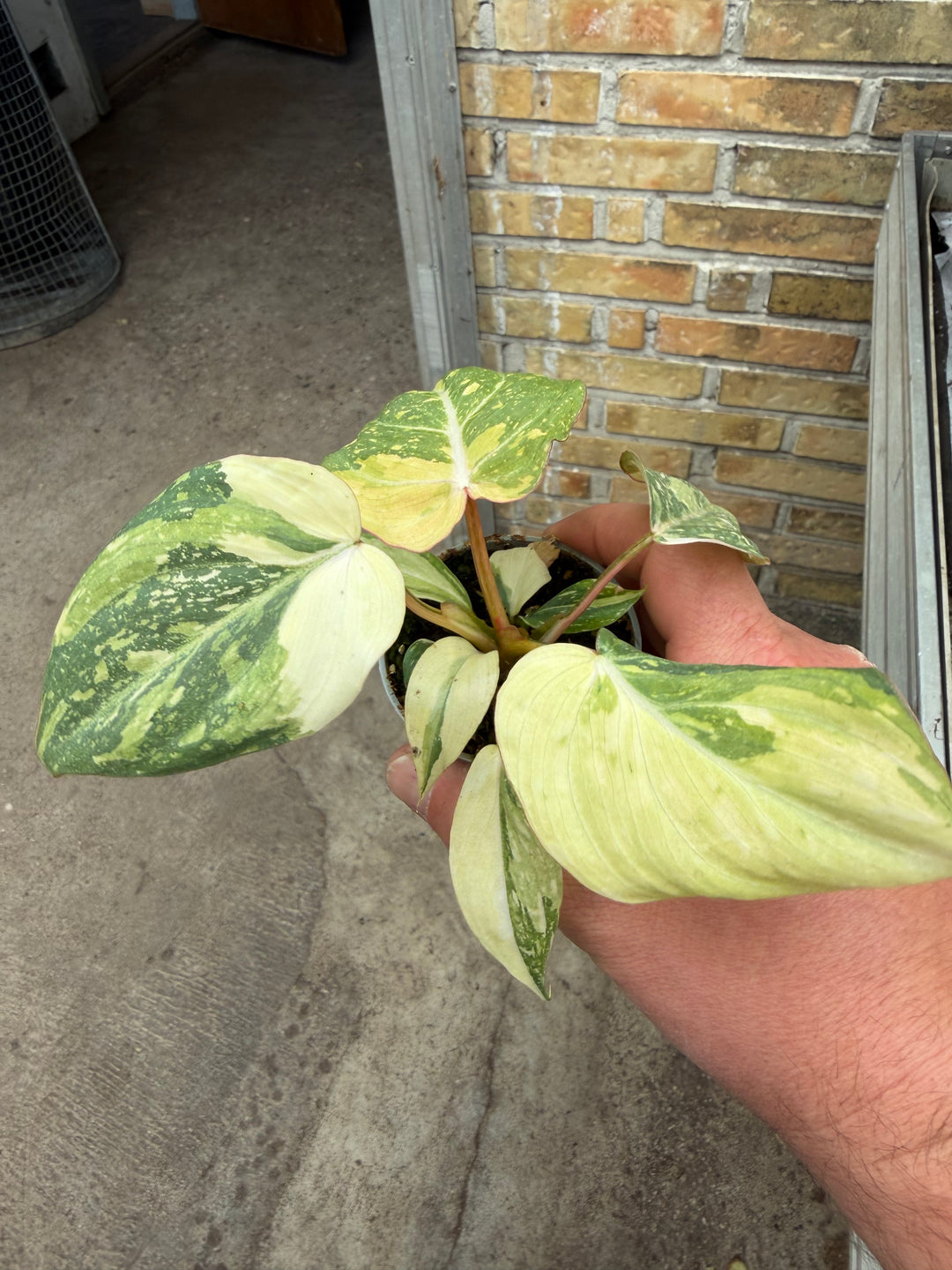 Philodendron gloriosum variagata