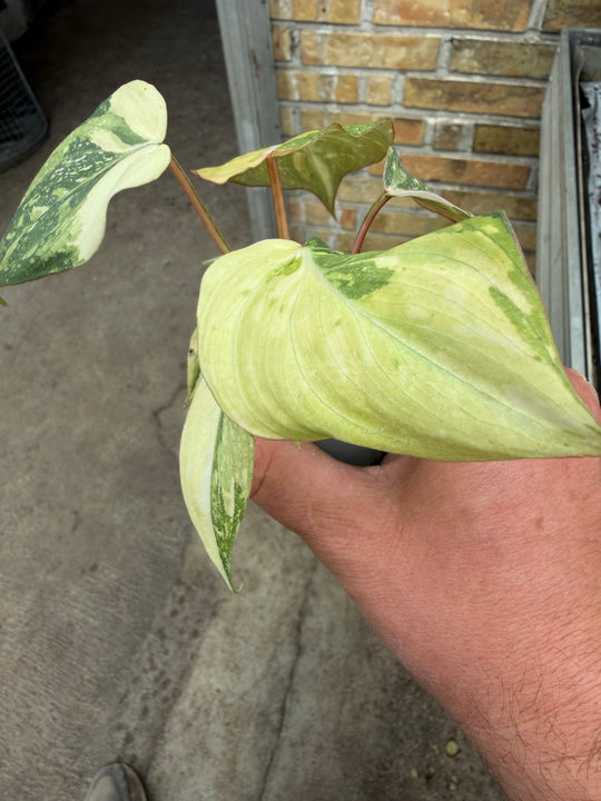Philodendron gloriosum variagata