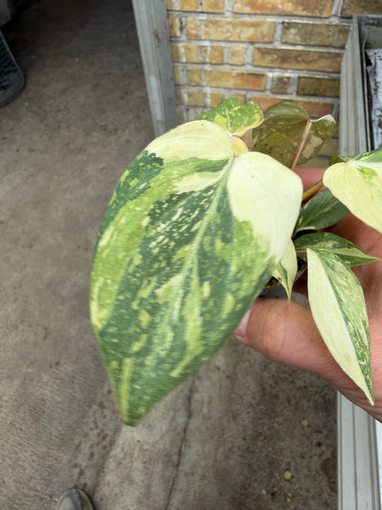 Philodendron gloriosum variagata