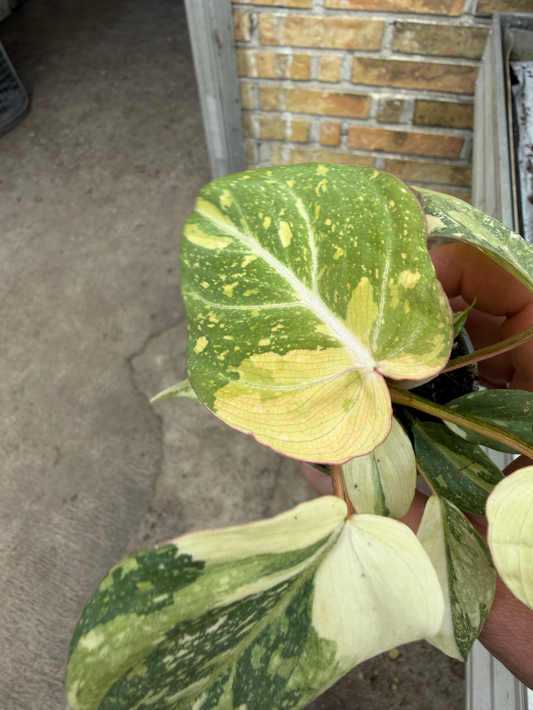 Philodendron gloriosum variagata