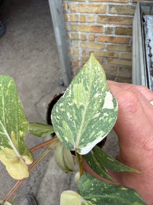 Philodendron gloriosum variagata