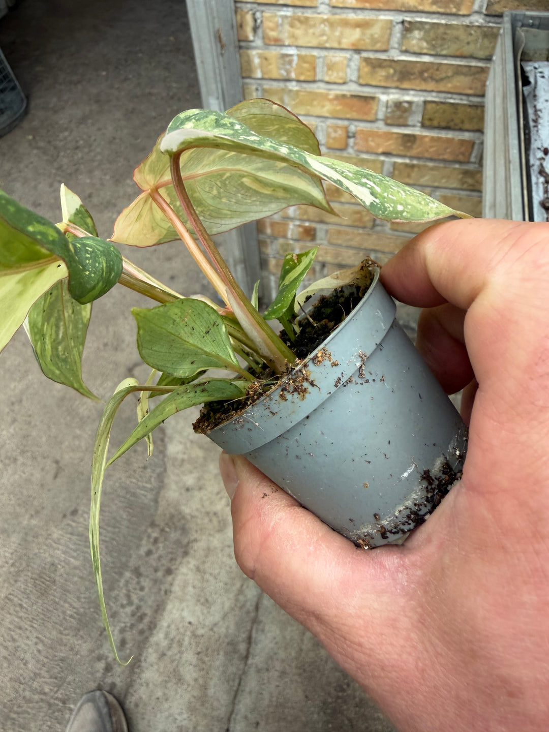 Philodendron gloriosum variagata