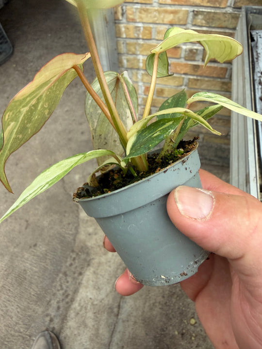Philodendron gloriosum variagata