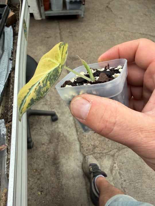 Alocasia Black velvet gold