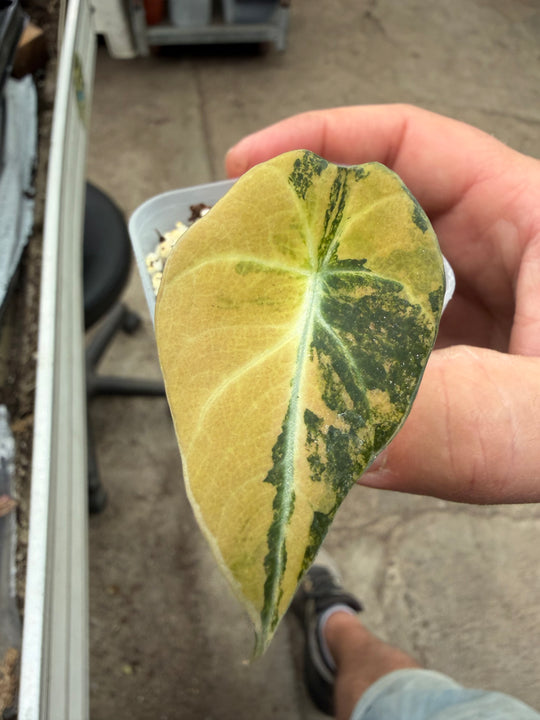 Alocasia Black velvet gold