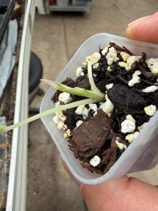 Alocasia Black velvet gold