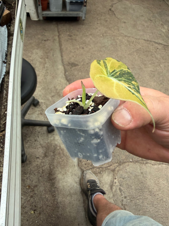 Alocasia Black velvet gold