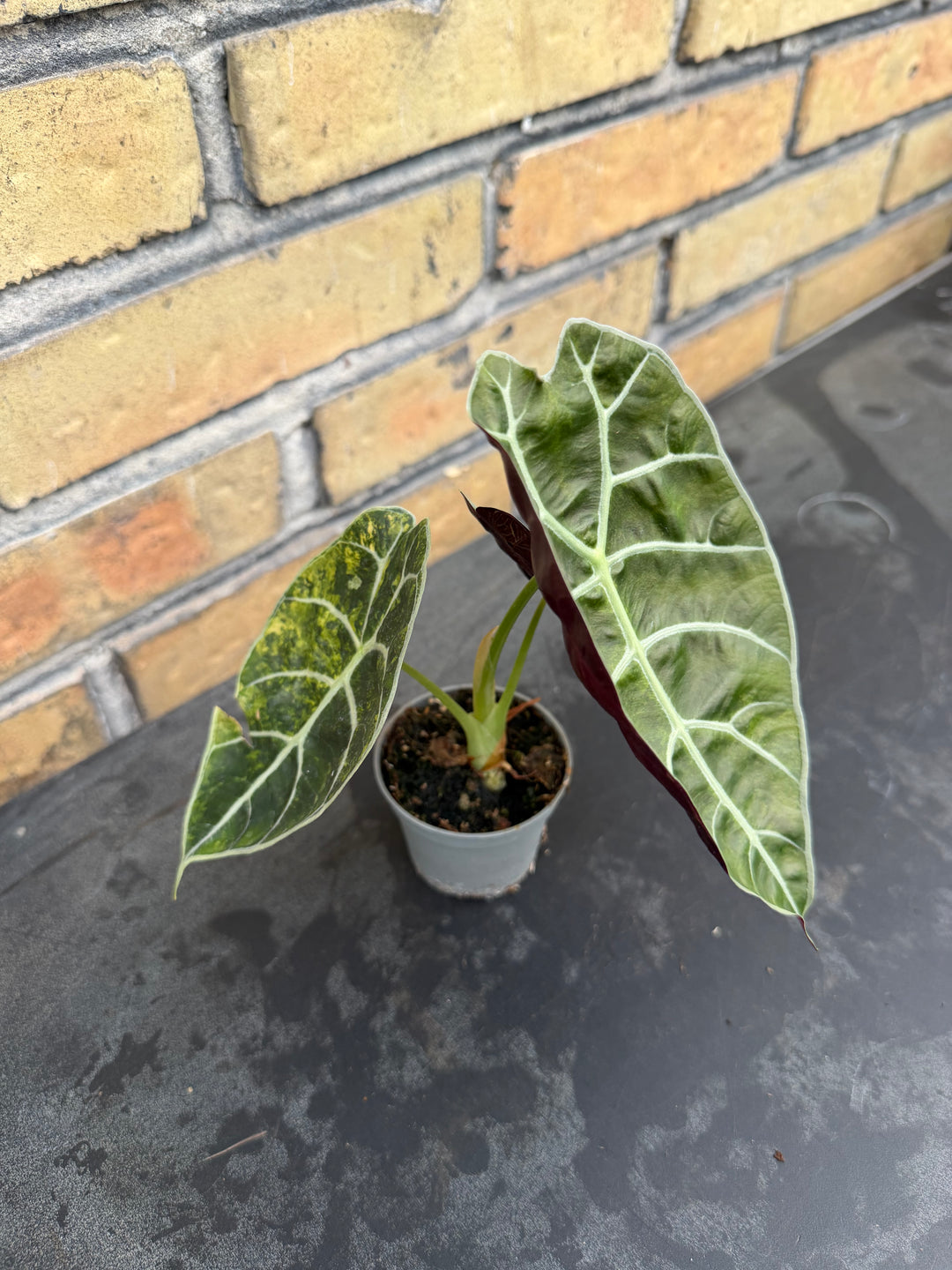 Alocasia watsoniana Aurea