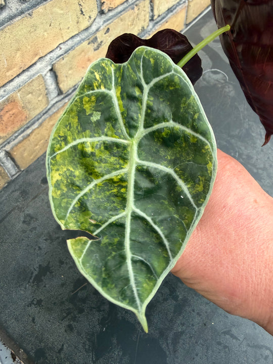Alocasia watsoniana Aurea