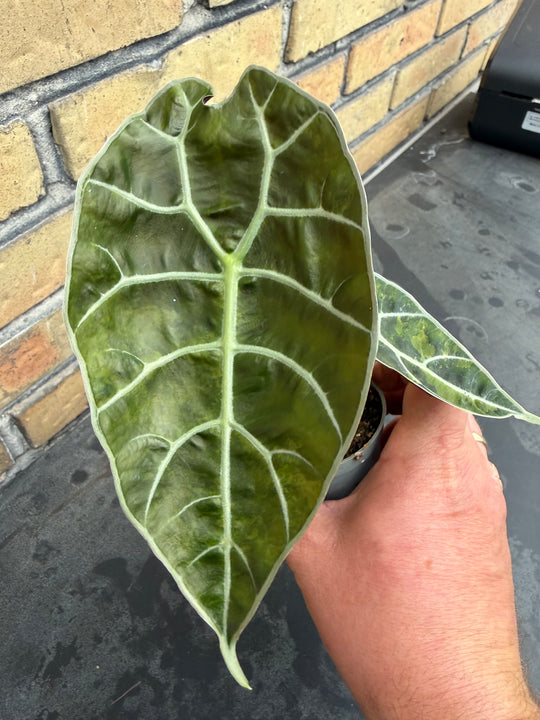 Alocasia watsoniana Aurea