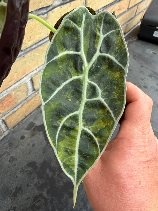 Alocasia watsoniana Aurea