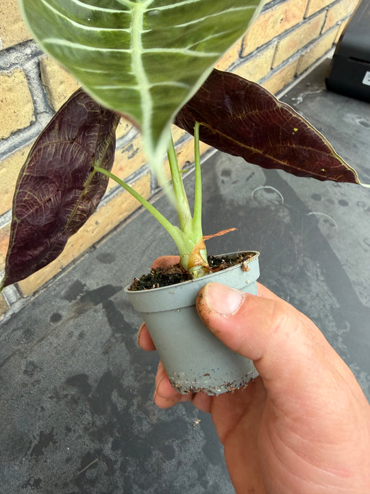 Alocasia watsoniana Aurea