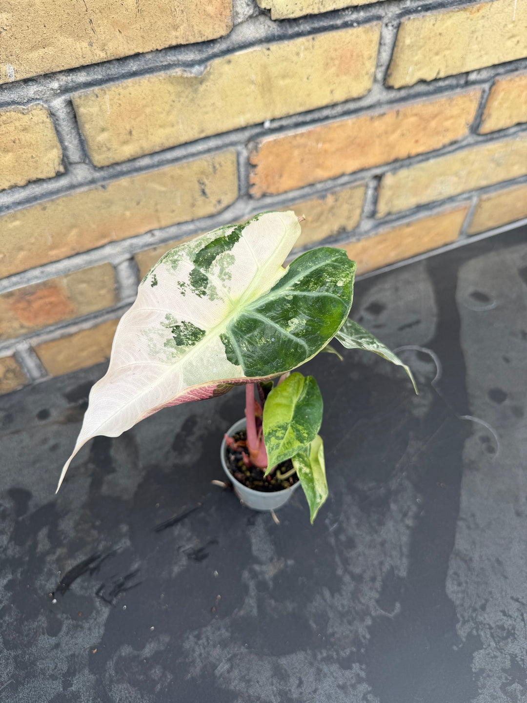 Alocasia naroibi night pink variagata