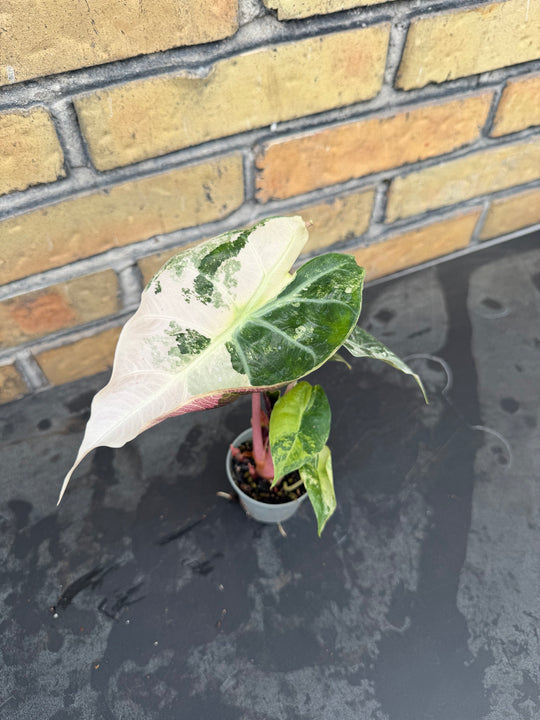 Alocasia naroibi night pink variagata