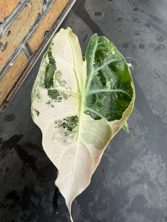Alocasia naroibi night pink variagata