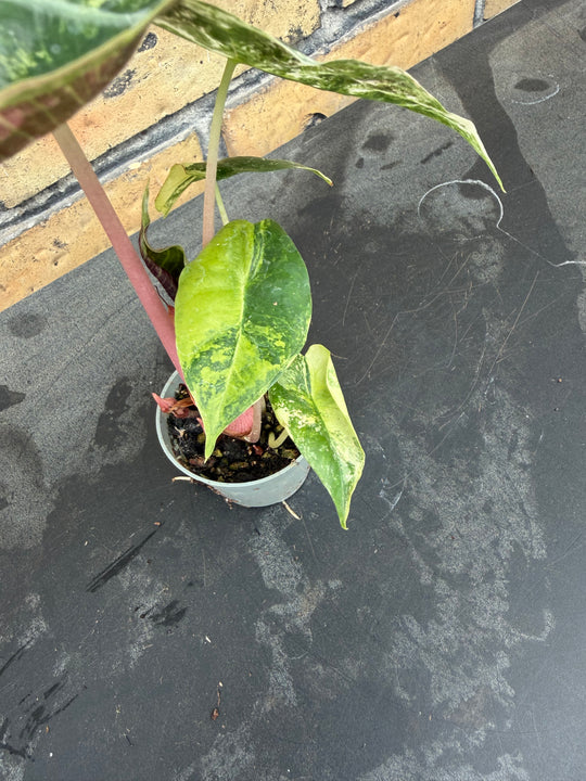 Alocasia naroibi night pink variagata