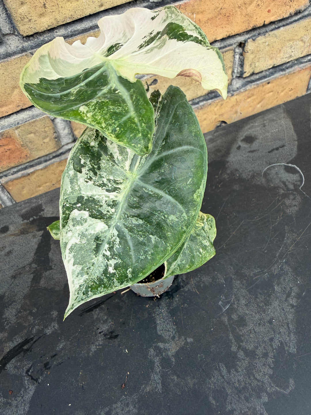 Alocasia naroibi night pink variagata