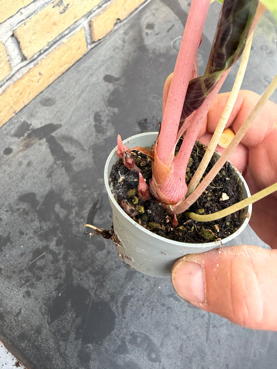 Alocasia naroibi night pink variagata