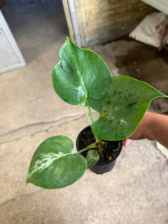 Monstera bulbasaur