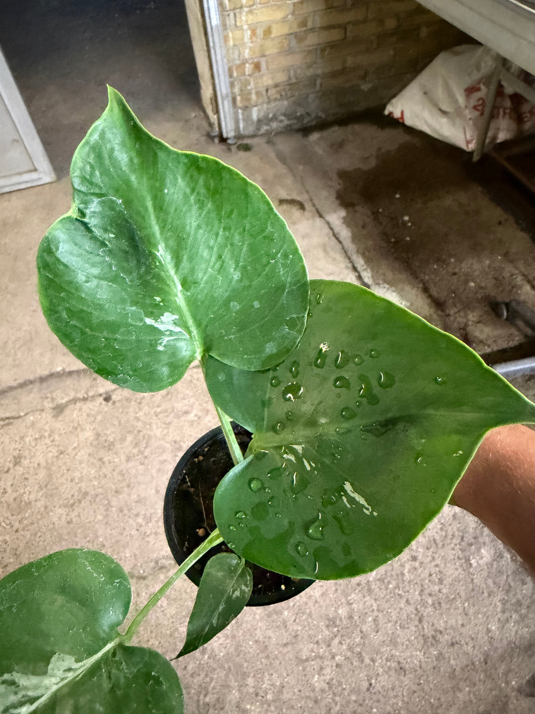 Monstera bulbasaur