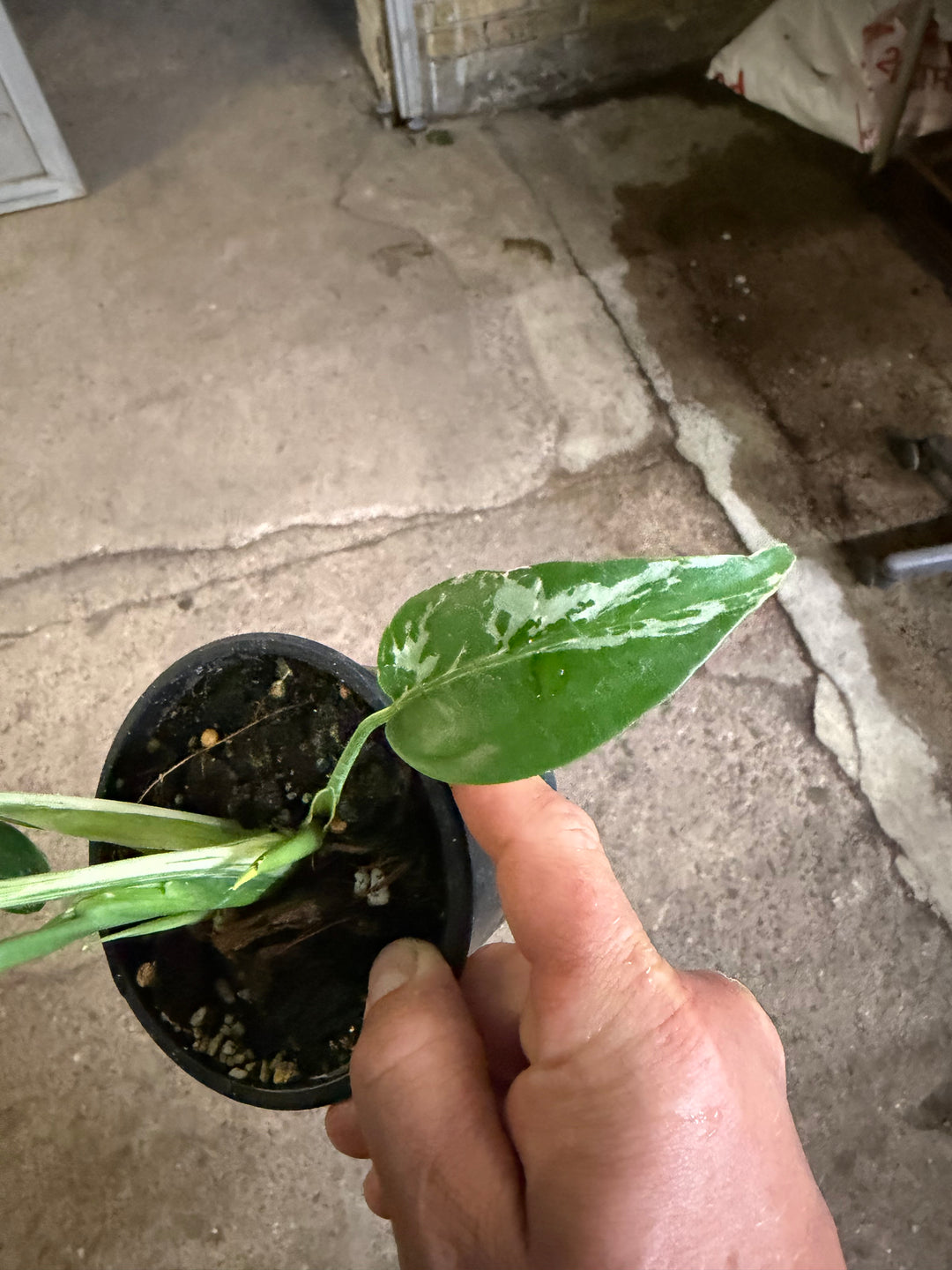 Monstera bulbasaur