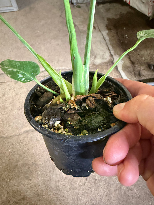 Monstera bulbasaur
