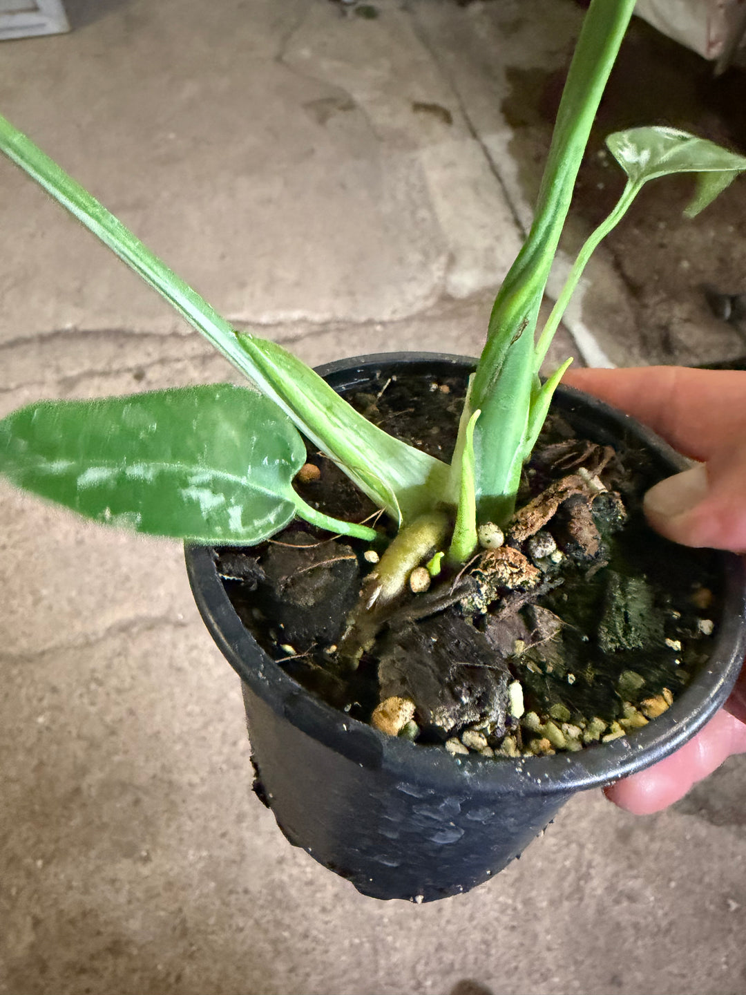 Monstera bulbasaur