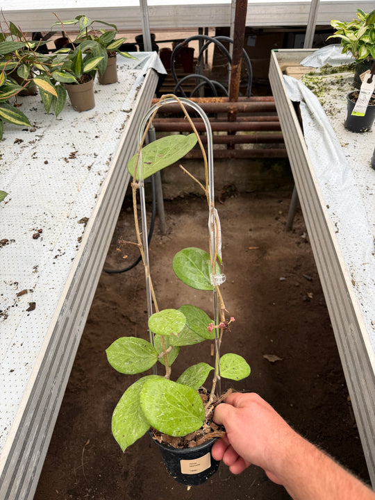 Hoya Michèle