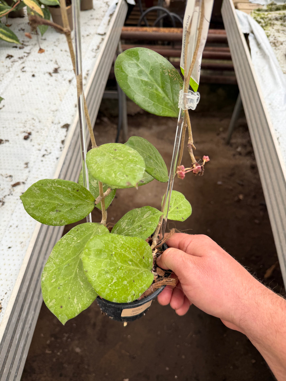Hoya Michèle