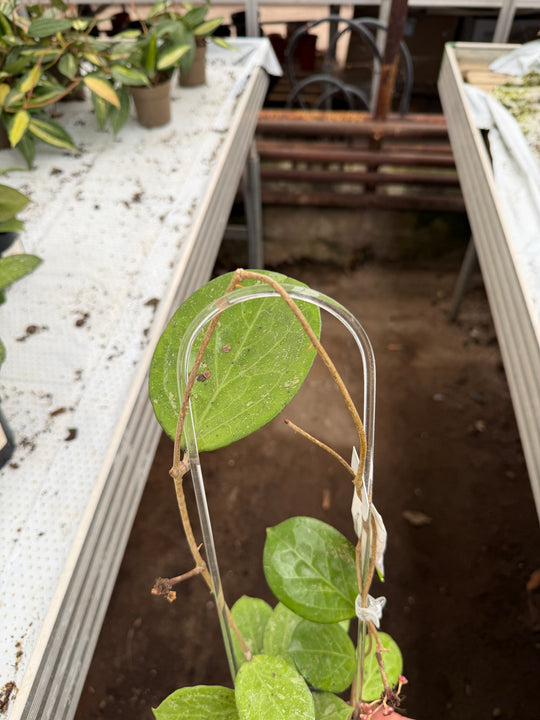 Hoya Michèle