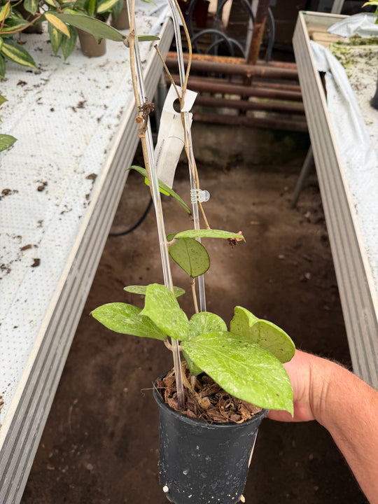 Hoya Michèle