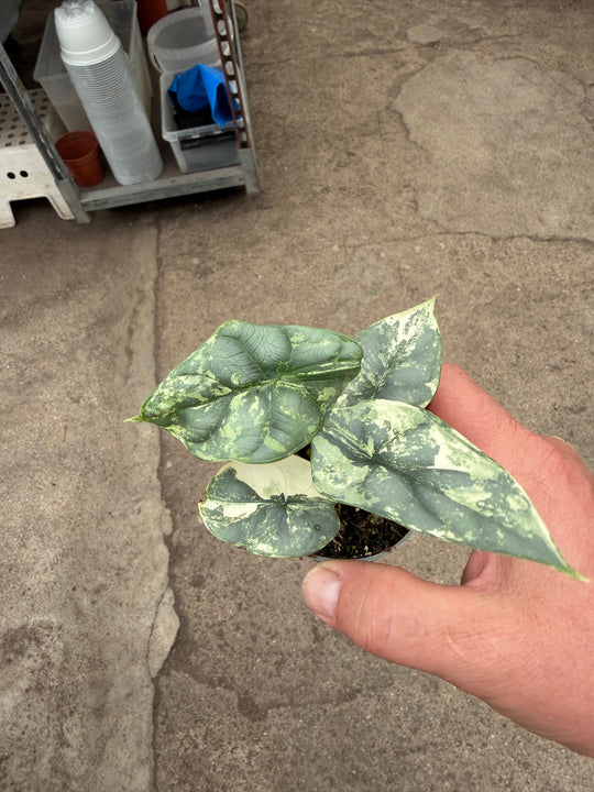 Alocasia silver dragon albo