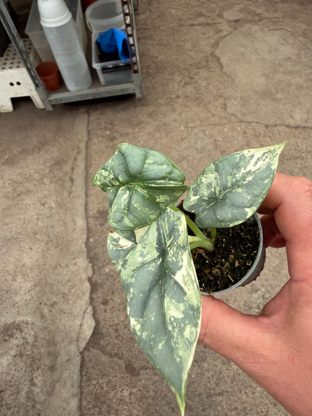 Alocasia silver dragon albo
