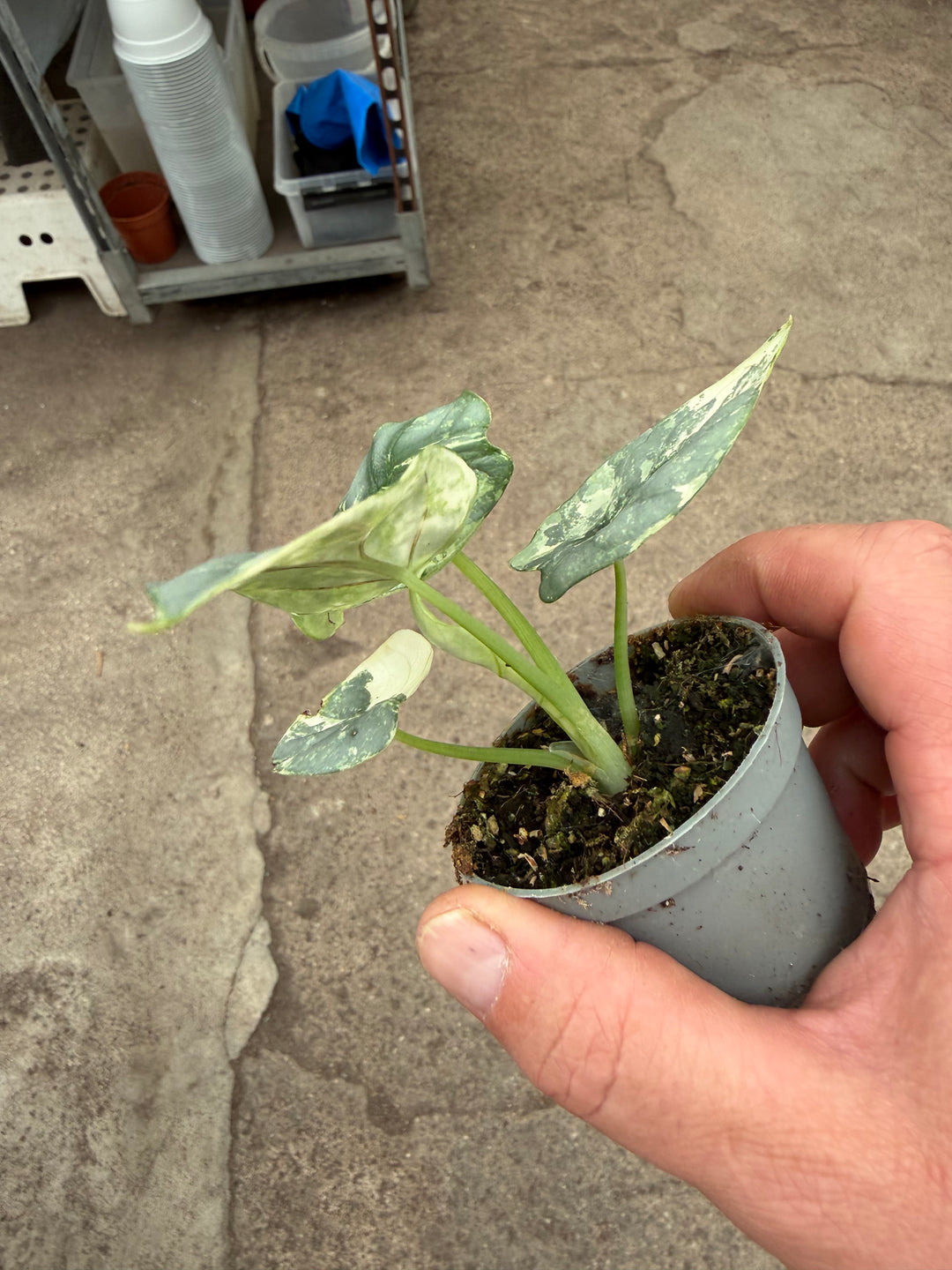 Alocasia silver dragon albo