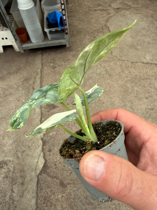 Alocasia silver dragon albo