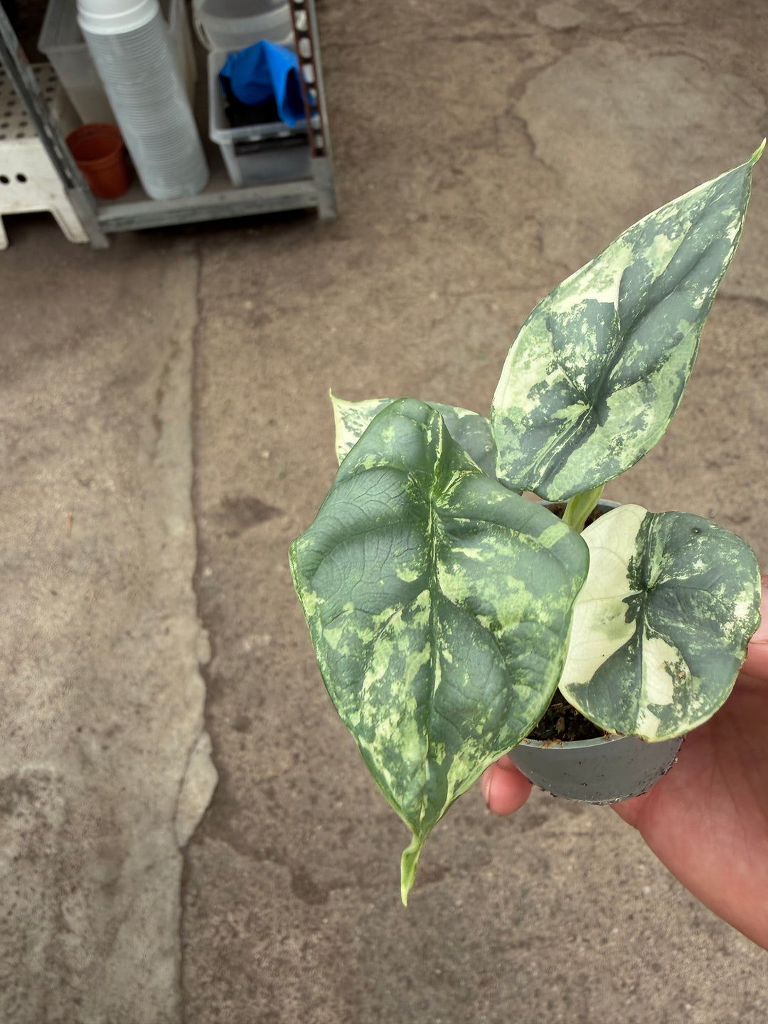 Alocasia silver dragon albo