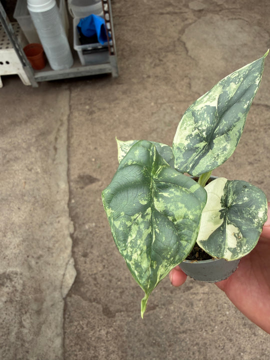 Alocasia silver dragon albo