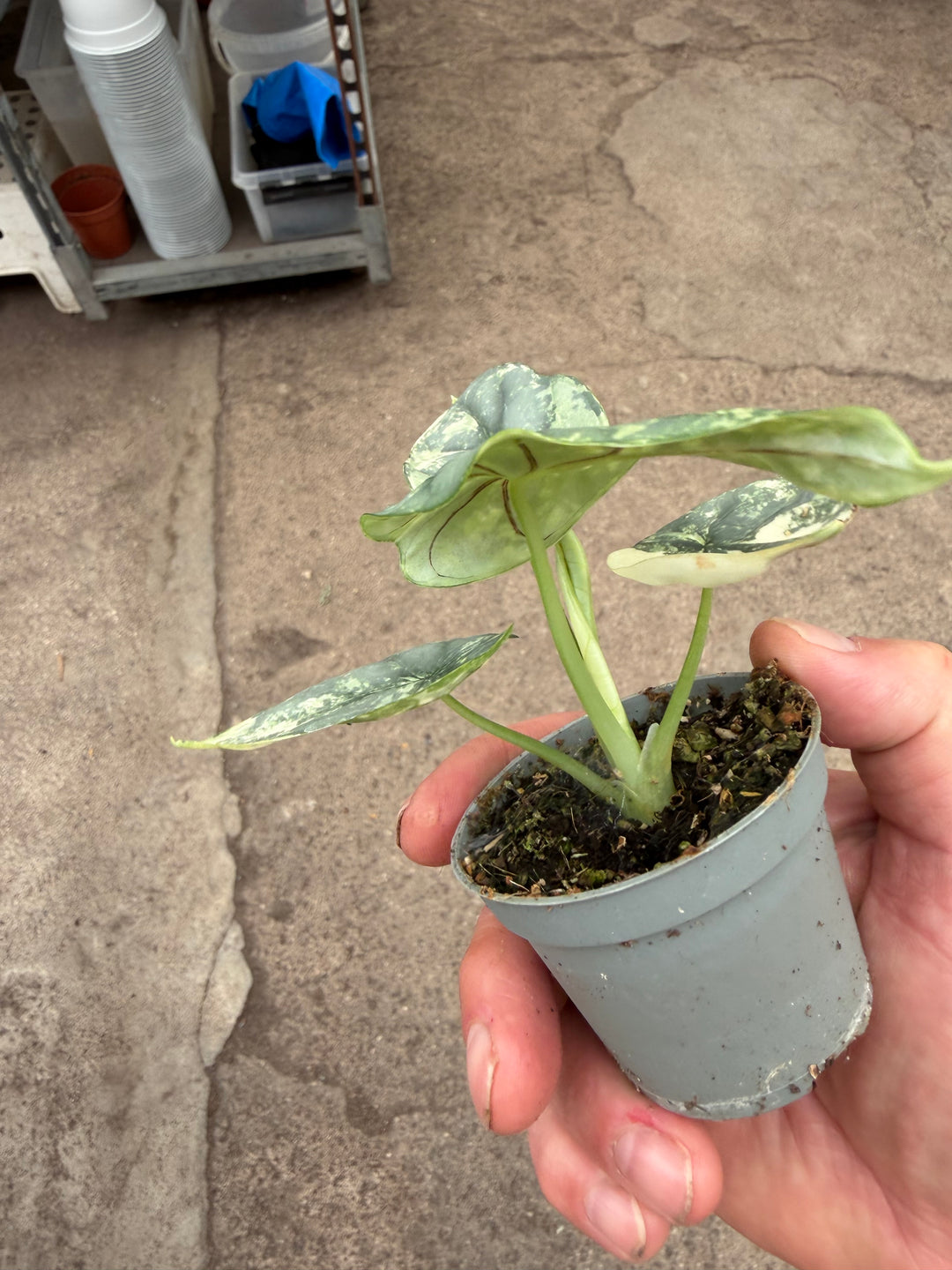 Alocasia silver dragon albo