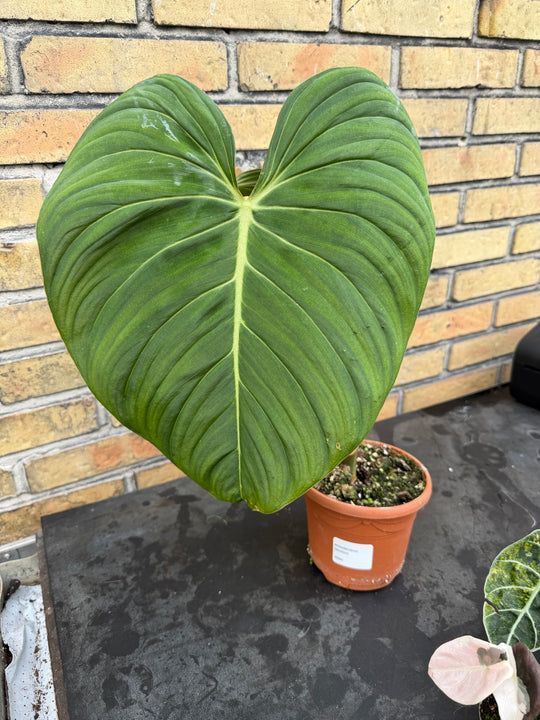 Philodendron glorious XXL