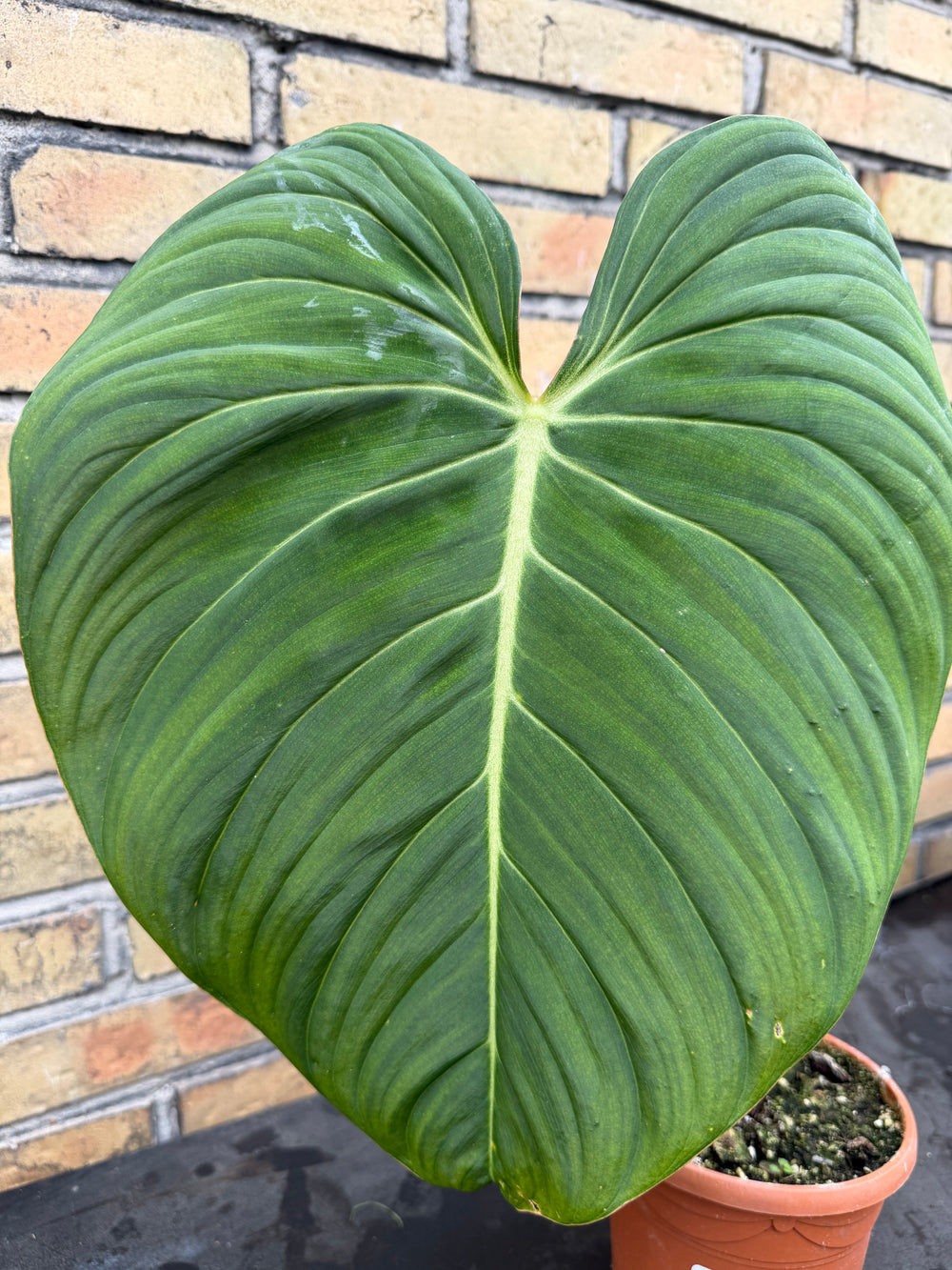Philodendron glorious
