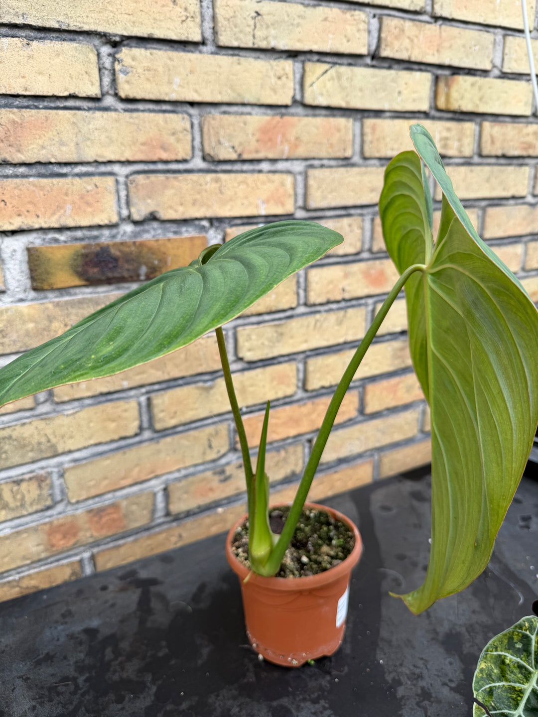 Philodendron glorious XXL