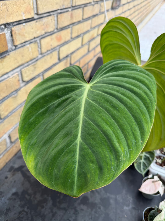 Philodendron glorious XXL