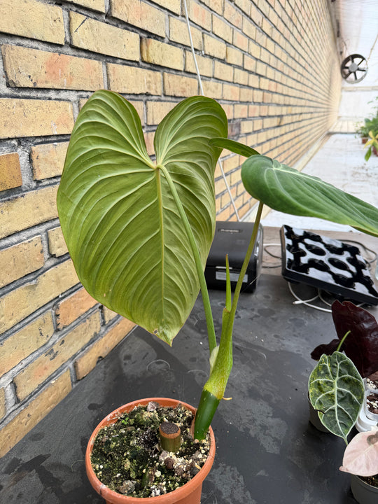 Philodendron glorious XXL