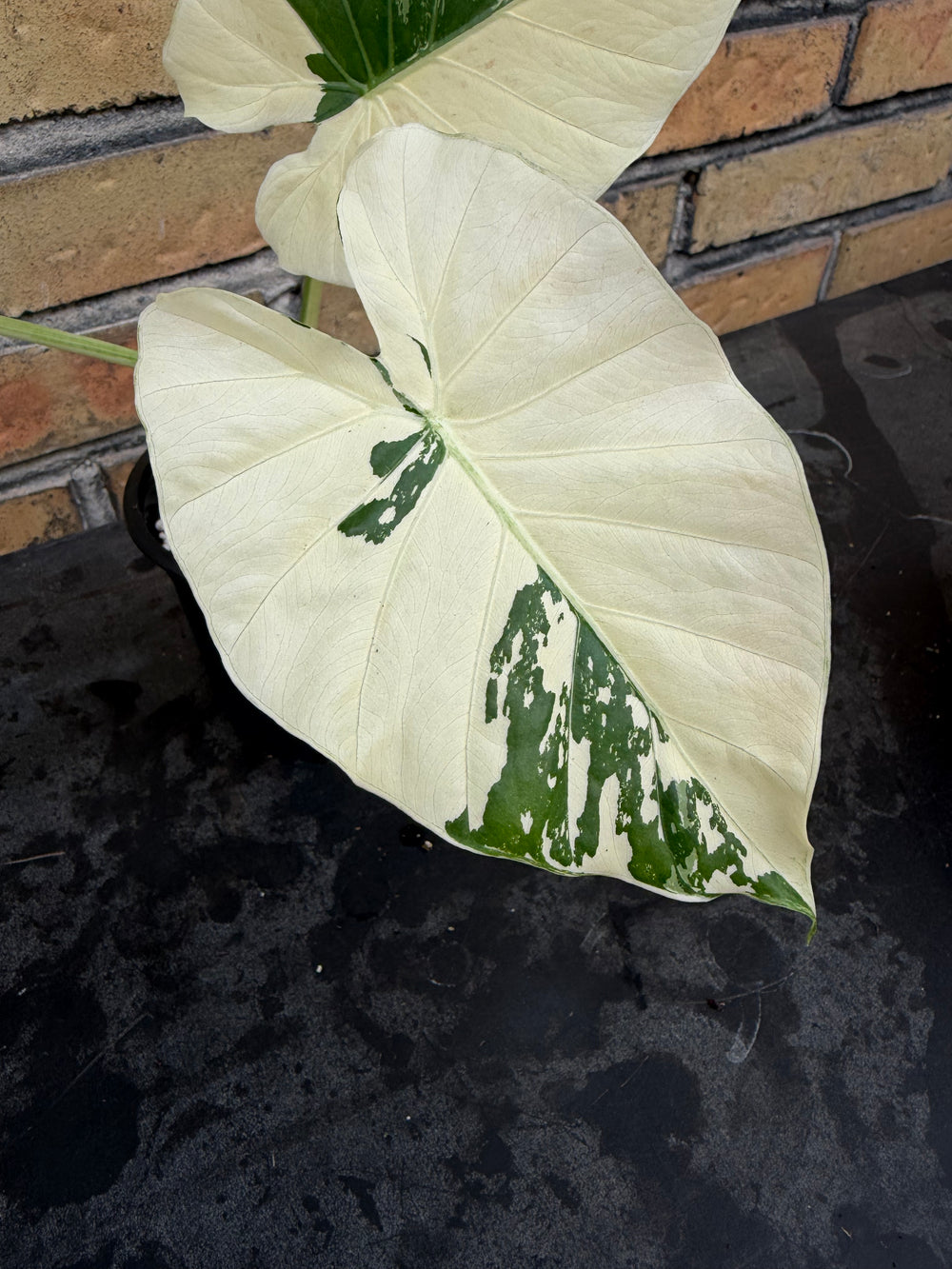 Alocasia Okinawa silver
