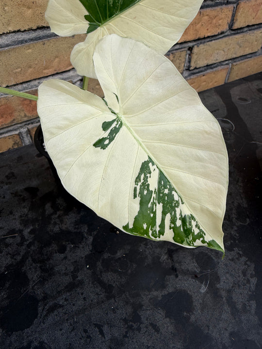 Alocasia Okinawa silver