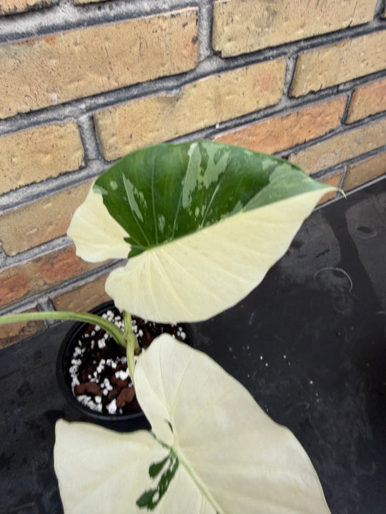 Alocasia Okinawa silver