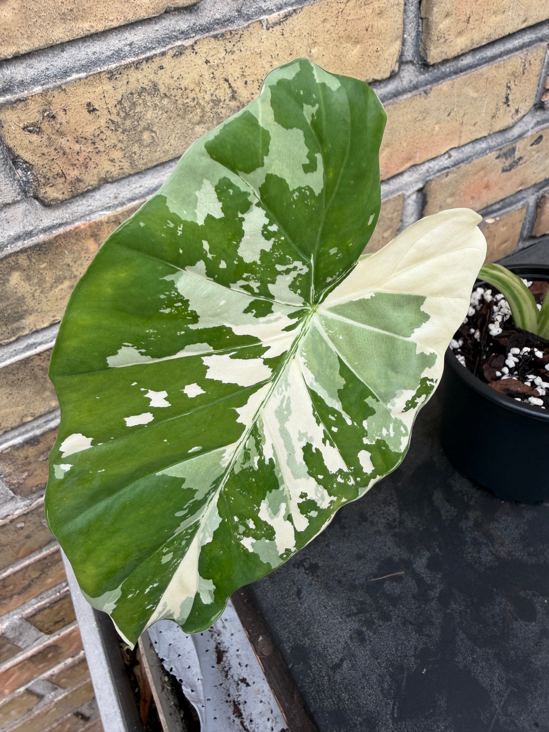 Alocasia Okinawa silver