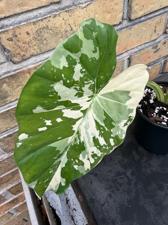 Alocasia Okinawa silver